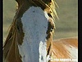 Biographie du Paint horse cheval d&#039;origine américaine.