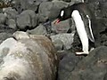Ce pingouin pensait vraiment sauter sur un rocher !