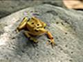 Panama Golden Frog Threatened