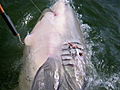 River Monsters: Hooking a Giant Bull Shark