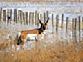 Restoring the American Prairie