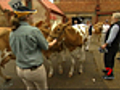 Health concerns at Royal Show