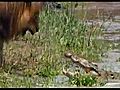 African Cats clip: Lions versus Crocs