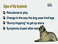 How to Recognize Hip Dysplasia in Dogs