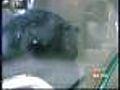 Dog Beating Charge Sends Key Largo Man To Jail