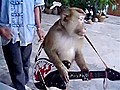 Macaco arrasa na guitarra