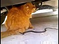 Cat Tail Vs Snake