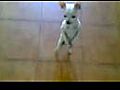 Chihuahua Dancing The Rumba