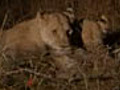 Lions Fight for Food