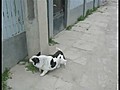 Dog Climbs Fence Like a Boss!