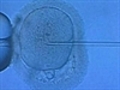 New hope for IVF couples