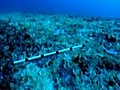 Bilder von Schäden am Great Barrier Reef