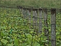 Comment faire le palissage d’une vigne ?