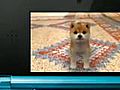 Nintendogs + Cats Japanese Overview Trailer