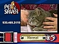 Pet Saver: Nermal