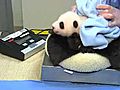 Panda Cub’s Third Exam