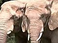 Philly Zoo elephants at their new home