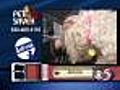 10/30 Pet Saver: Annie the dog