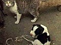 Une chatte donne naissance à un chiot !