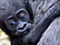 Baby Gorilla Takes First Steps At London Zoo