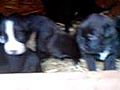 Hundebabys 3