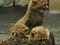Newborn Cheetah Cubs