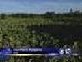 World’s Largest Pumpkin Patch Opens Friday