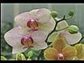 Phalenopsis Orchids