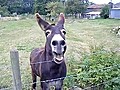 Donkey Wants What Cameraman Has