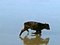 Tiny calf stranded on thin ice