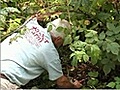 Pruning Raspberry Bushes