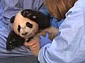 Panda Cub’s Fourteenth Exam