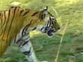 Sindhudurg: Mining at cost of tigers?