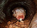 Weird True & Freaky: Naked Mole Rats