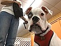 Deaf Puppy Learns Sign Language