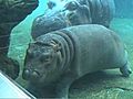 Hippo Calf Underwater Ballet