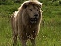 White Lion