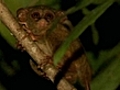 World’s tiniest monkey under threat