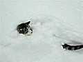 Cat Hides In Snow