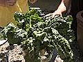 Sauteed Swiss chard with pancetta