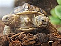 Two-headed tortoise destined for stardom