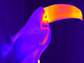 Toucans use their giant bills to keep their cool