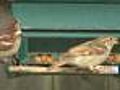 Gardening With Gutner: Birding In Your Own Garden