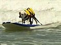 Surfing Dogs