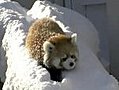 Baby Red Pandas Frolicking in the Snow