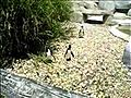 Funny Bird Videos - Penguins Chasing Butterfly