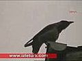 Crow Say Allah