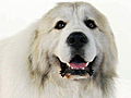 Dogs 101: Great Pyrenees