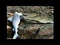 Crocodile vs Shark,  Cocodrilo vs Tiburon (Crocodile Wins)