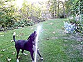 Dog Drinks Water Unconventionally